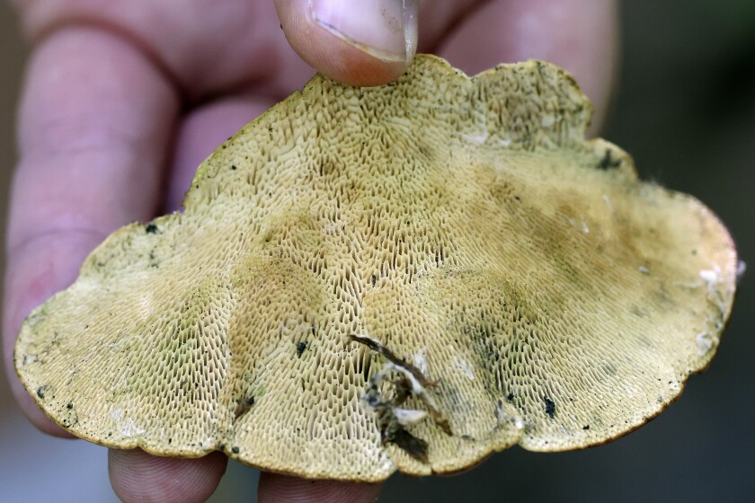 Underside of a mushroom.