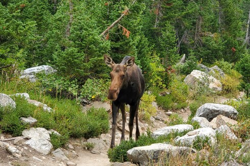 Moose in Grand Tetons.jpg