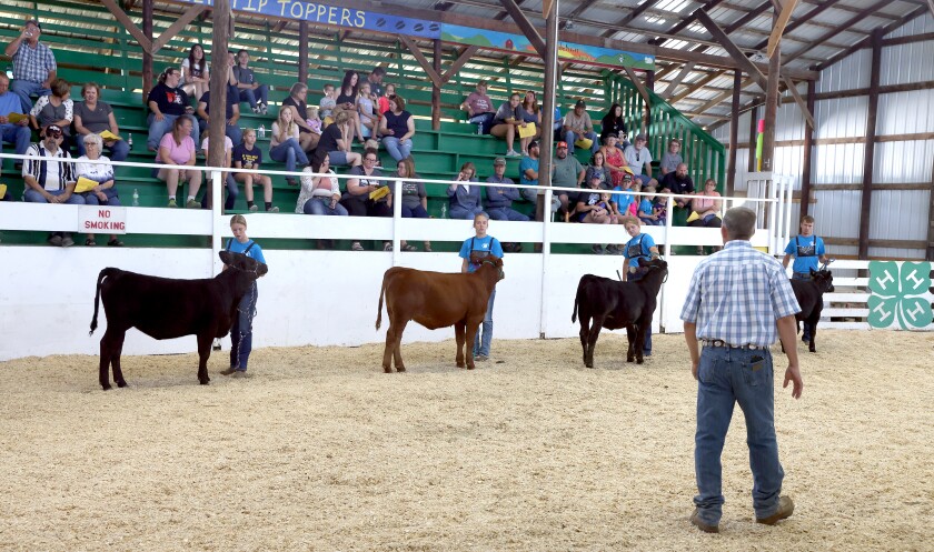 Judge DJ Folkerts, in Class 16 Spring Calf, eyes the final four during the Nobles County 4-H Beef Show in the Olson Arena Thursday morning, with, from left, Anna Gordon, Abby Reetz, Montana Wilson and Lance Gordon, all representing the Elk Tip Toppers.