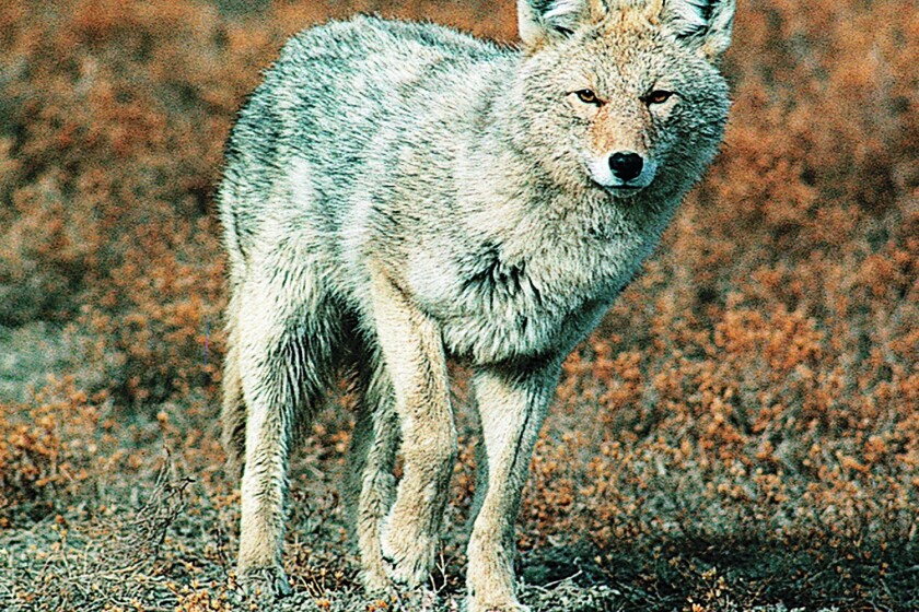 Leier Coyote Catalog seeks landowner participation The Dickinson