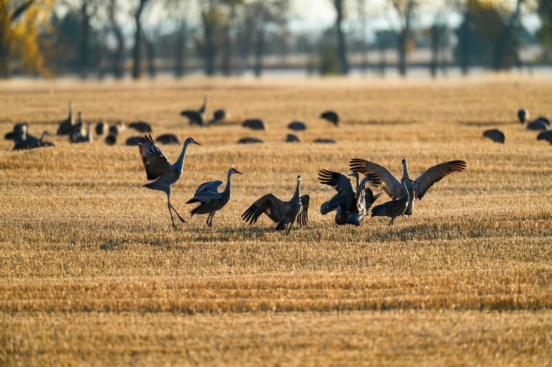 North Dakota Sandhill Crane Season Runs Through Nov. 15