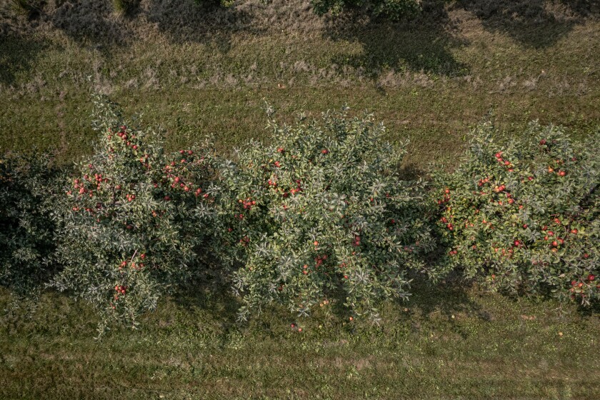 Sekapp Orchard