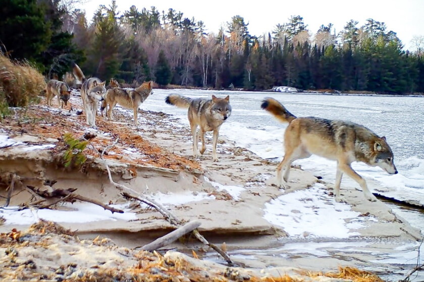 Hunting Wolves Predator New Minnesota deer hunting group to hold meetings on wolves - Duluth ...