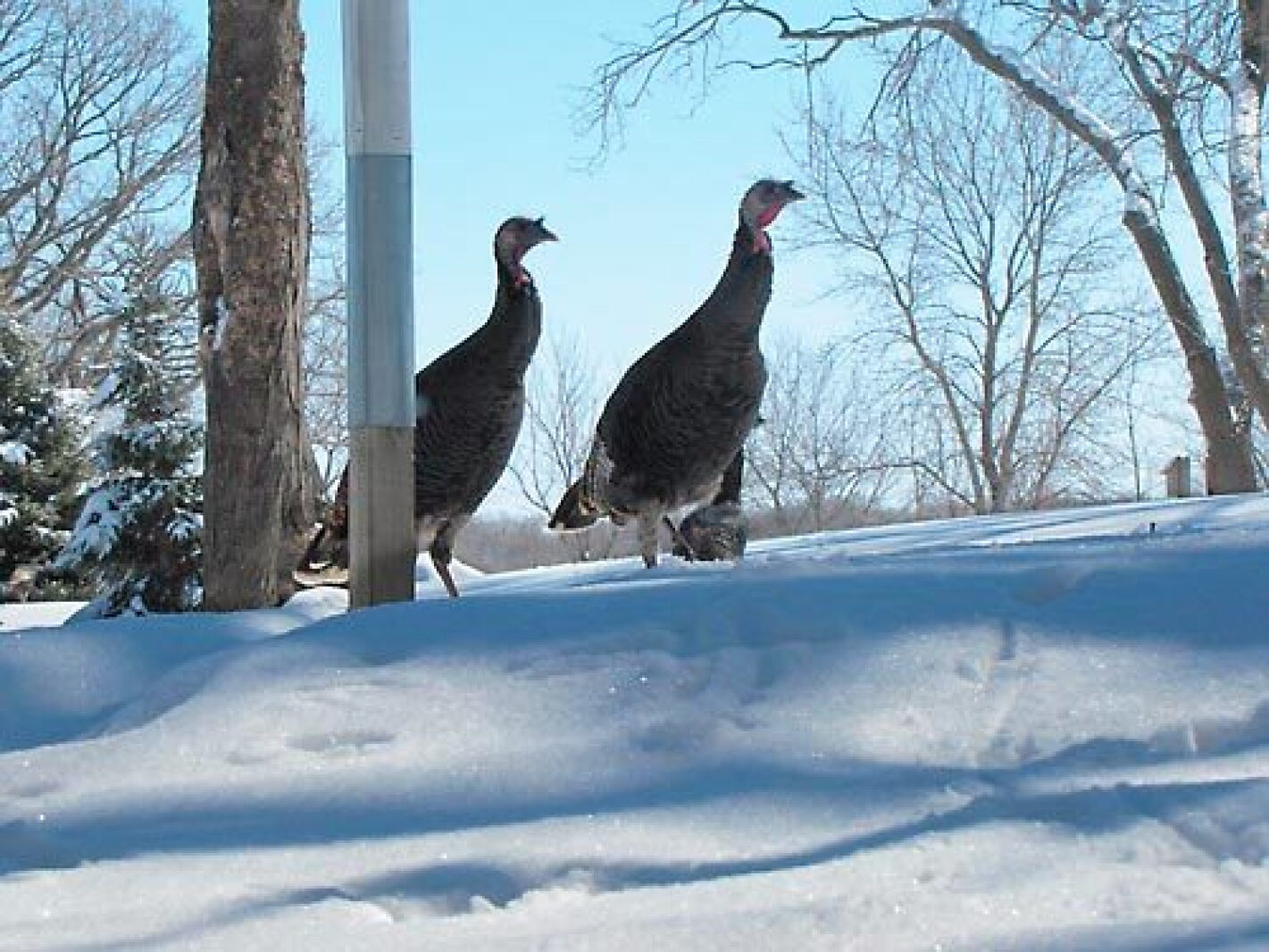 Turkeys In Minnesota Photo of the Week - Wild turkeys - Alexandria Echo Press | News ...