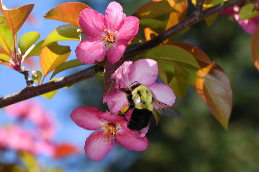 Bumble Bee on apple blossom