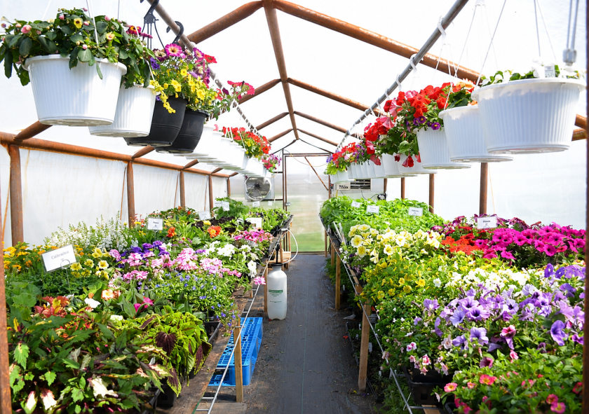 Rows of colorful flowers, vegetable plants and hanging baskets are displayed inside the Heart River Garden Co greenhouse near Carson.