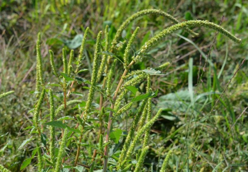 Palmer amaranth (Photo courtesy University of Minnesota)