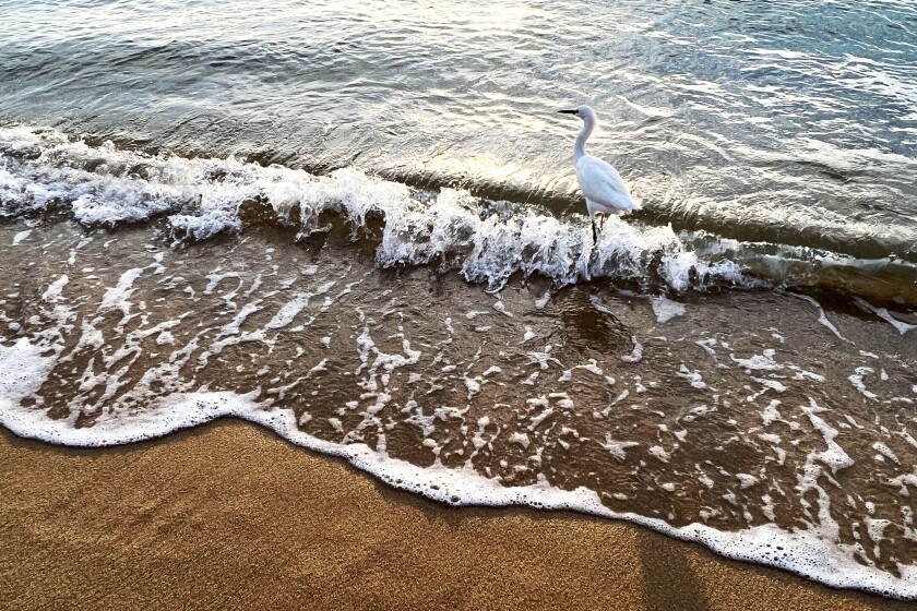 Egret on beach