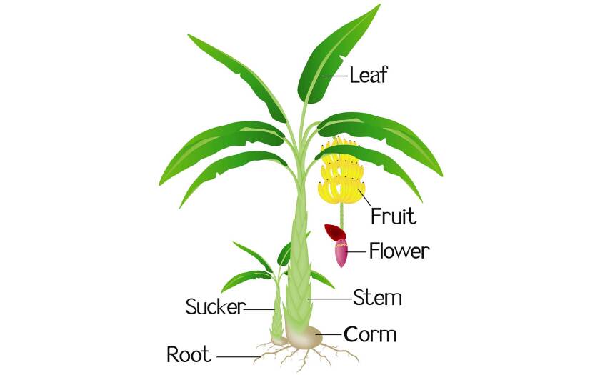 072421-banana-plant-parts-shutterstock.jpg