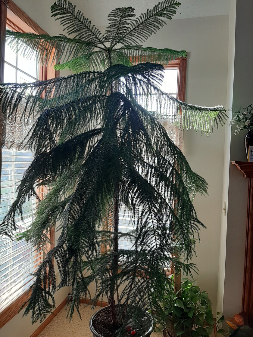 A Too Tall Indoor Pine Granular Fertilizer And Hedge Cutback Inforum Fargo Moorhead And West Fargo News Weather And Sports A Too Tall Indoor Pine Granular Fertilizer And Hedge Cutback Inforum Fargo Moorhead And West Fargo News Weather And Sports