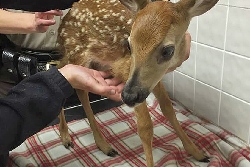 See a fawn? Leave it alone, experts say - Duluth News Tribune | News, weather, and sports from Duluth, Minnesota