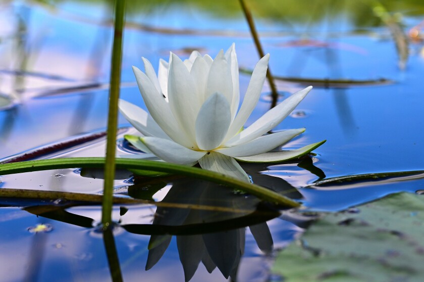Water lily on a lake