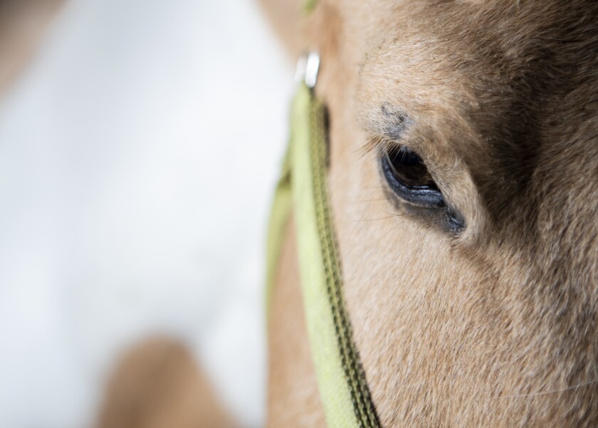 "champion" is one of many horses housed at the New London Equestrian Center along Minnesota Route 23.