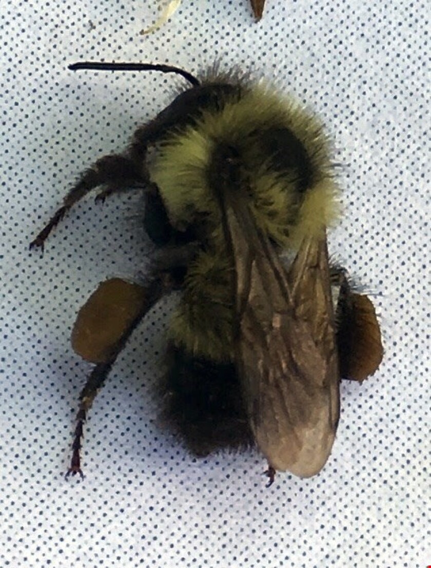 rusty_patched_bumblebee.jpg