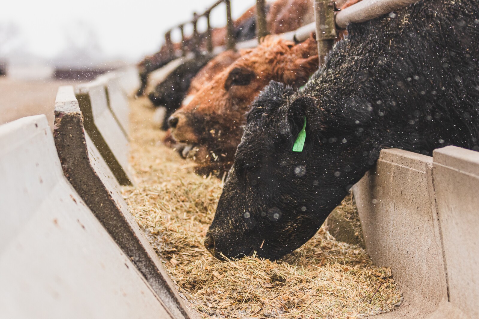 GronsethCattleFarm-11.jpg