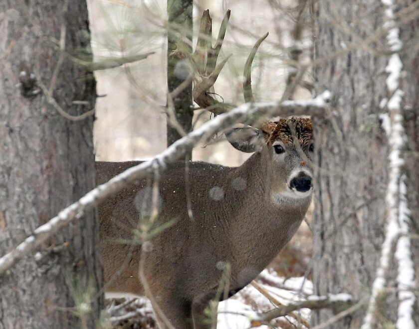 103120.O.DNT.minnesotadeerC2