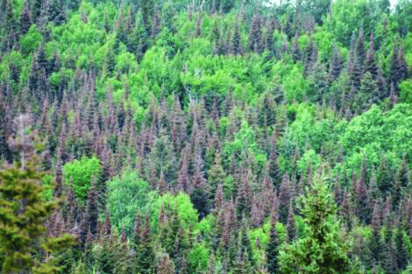 Spruce Tree Insecticide More heat, more drought, more insects hammer Minnesota forests - Duluth ...