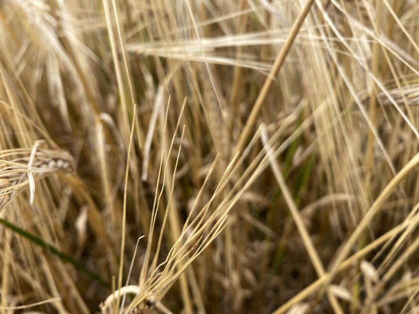Wheat stalks and heads