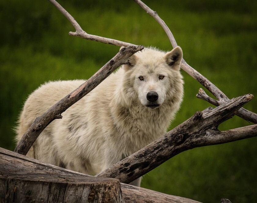 Image of light colored wolf.