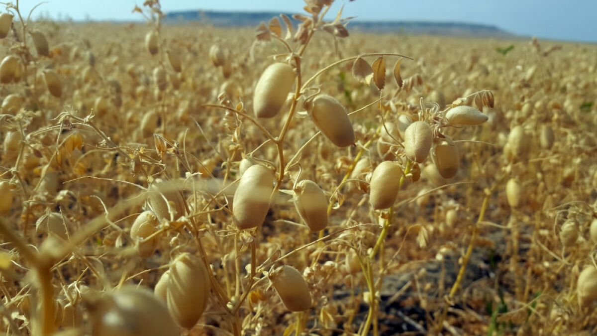 Unusual year means fewer acres for pulses - Agweek | #1 source for agriculture news, farming, markets