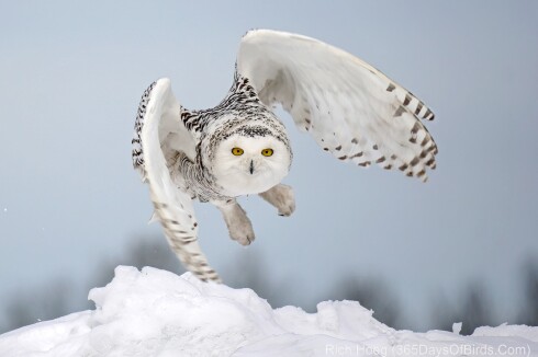 Y10-M02-Duluth-Area-Snowy-Owl-Arctic-Mound-Take-Off-03.jpg