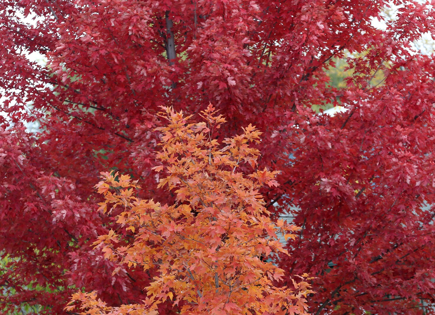 Brilliant Maples Jamestown Sun News Weather Sports From Jamestown brilliant-maples-jamestown-sun-news-weather-sports-from-jamestown