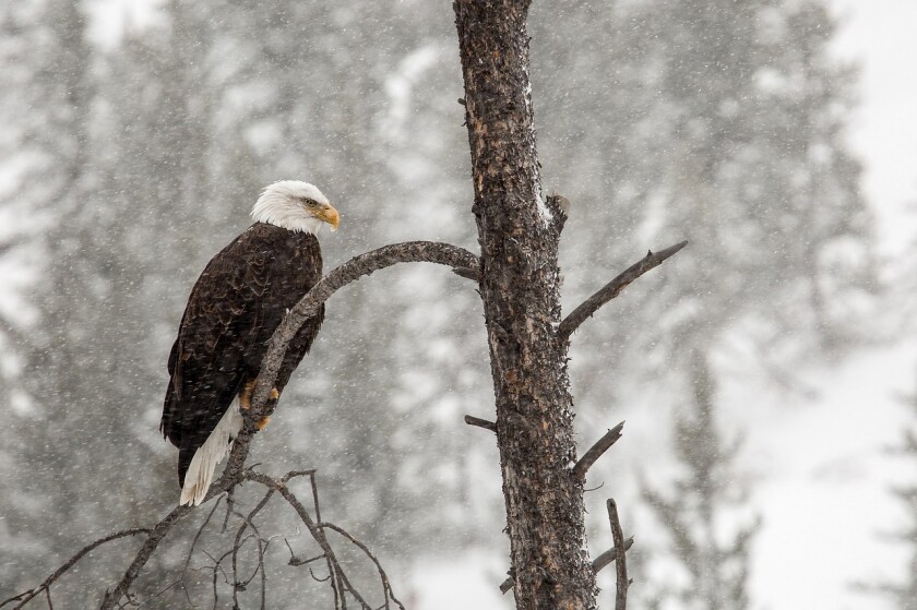 bald-eagle-869164_1280.jpg
