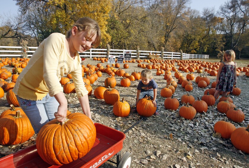 The Buffalo River Pumpkin Patch also features a straw maze, photo booth, petting zoo and horse-drawn rides. Forum file photo