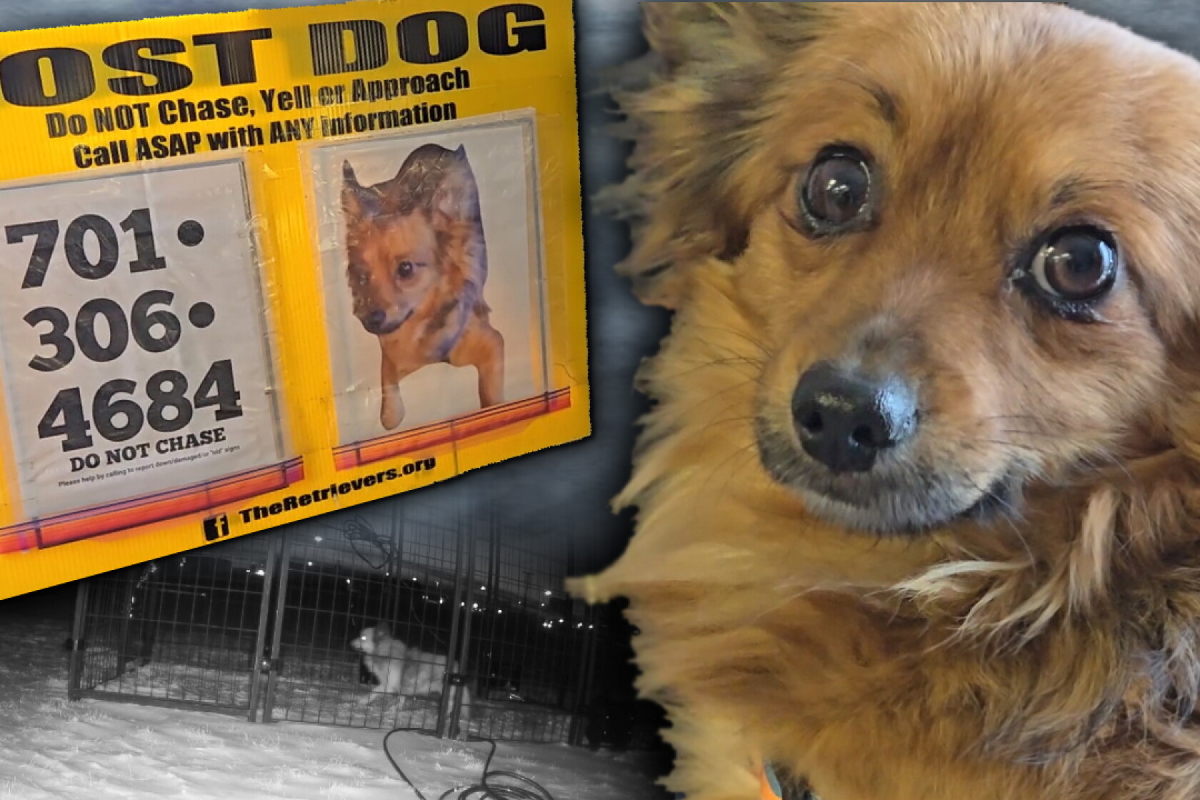 Fargo Rabbit Dog 'It's miraculous:' Peanut the dog found after 20 days on the run in 40 ...