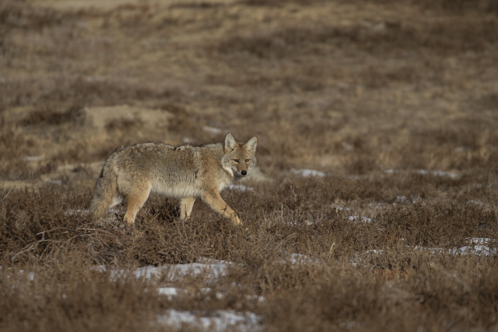 Doug Leier North Dakota Coyote Catalog connects coyote hunters and