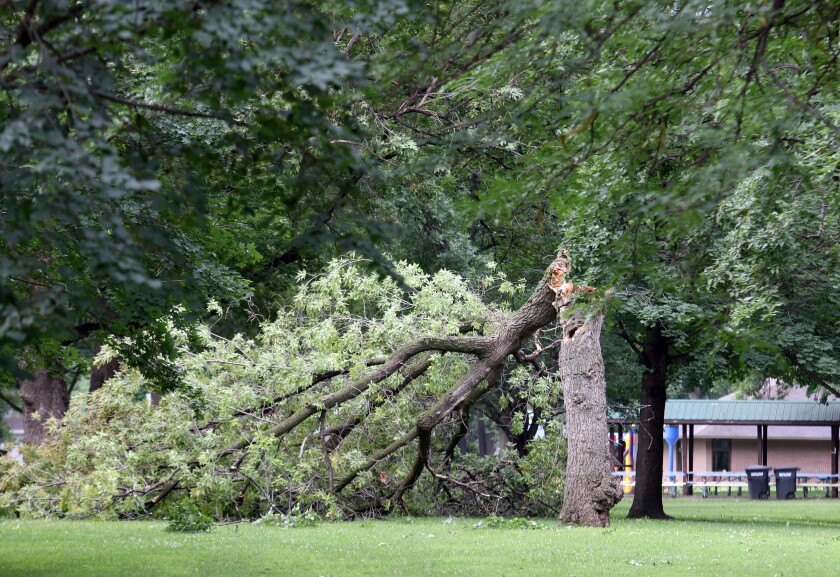 Storm damage, university park, July 27, 2025.jpg