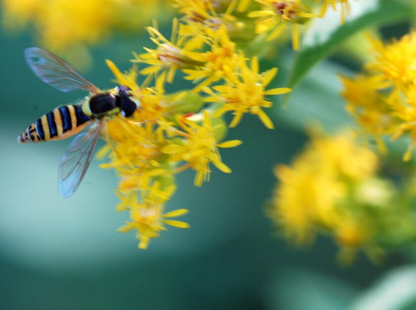 black and yellow fly on yellow flowers