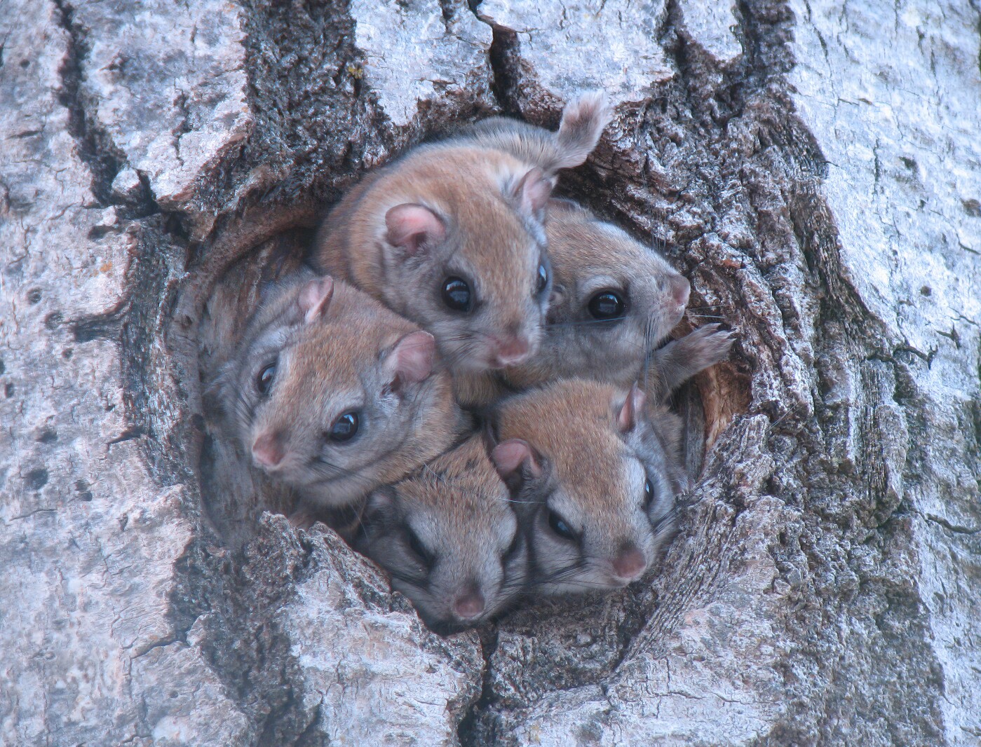 As climate warms, northern flying squirrels are moving out of the ...