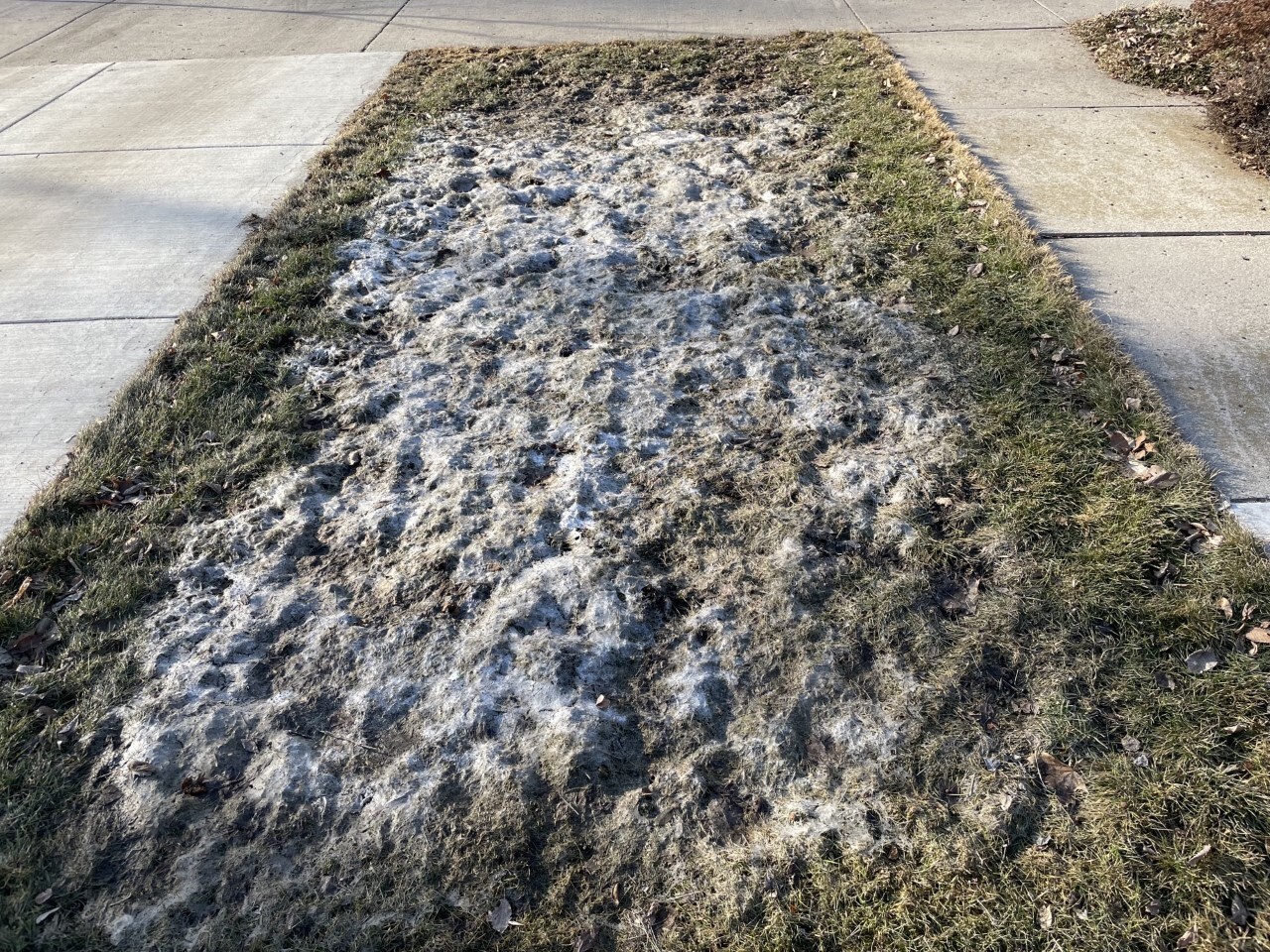 How To Get Rid Of The 'Snow Mold' On Your Lawn This Spring - Inforum |  Fargo, Moorhead And West Fargo News, Weather And Sports
