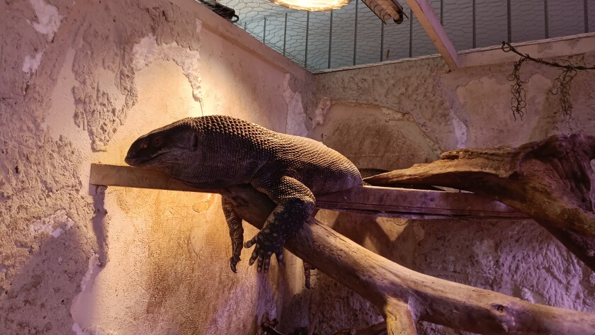 The collection room in Ectothermic Nirvana's basement features several large reptiles, including a monitor lizard on Friday, June 13, 2025.