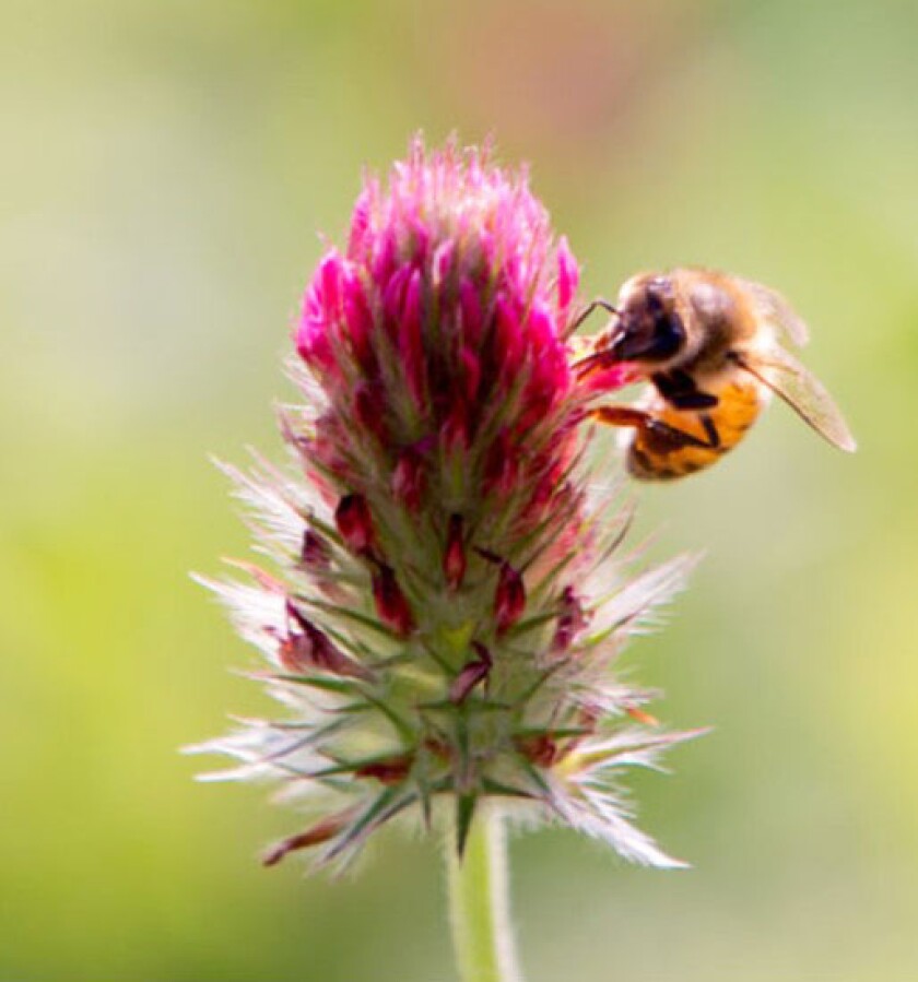 Trott Bee on clover.jpg