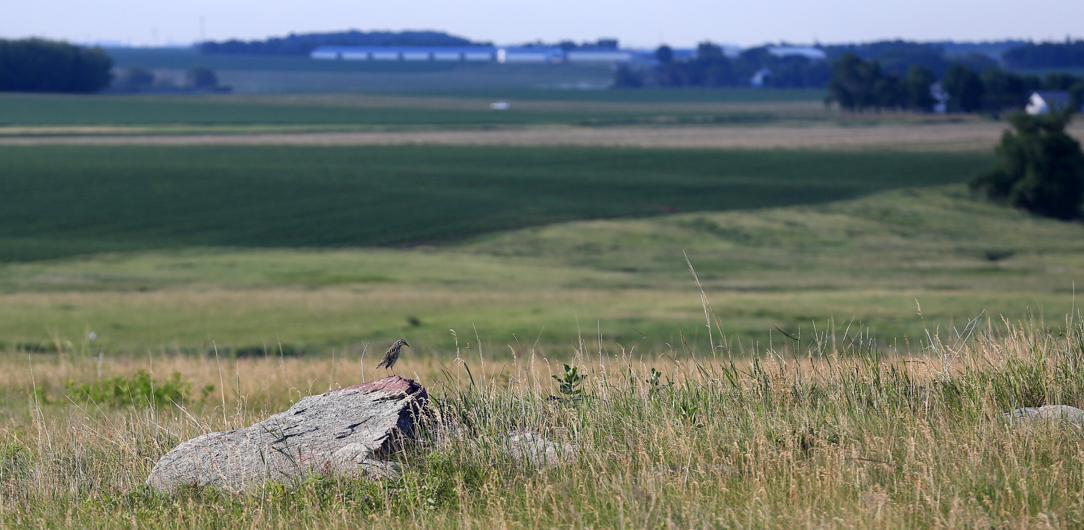 070321.NO.DG.TOUCHTHESKY Meadowlark S6.jpg