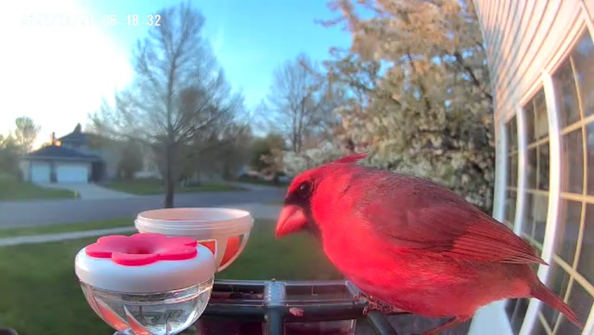 Sparrow scared off by Cardinal - InForum | Fargo, Moorhead and West ...