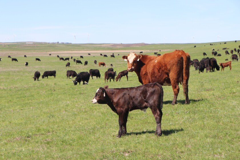 Calves stand with cows on a green pasture, made lush from Blizzard Haley which doubled calving losses on Maier Ranch near New Salem, N.D.