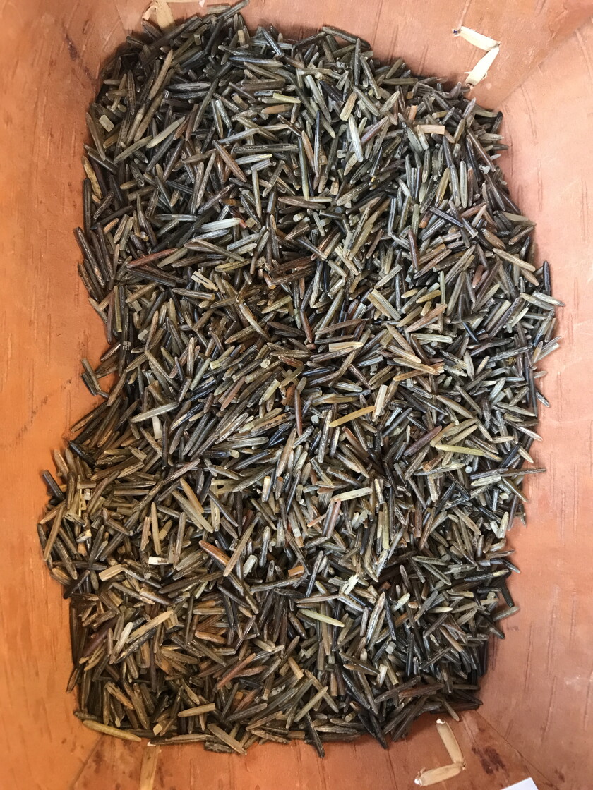 Wild Rice Season Wild rice season opens soon, but harvesters must ensure rice is ripe