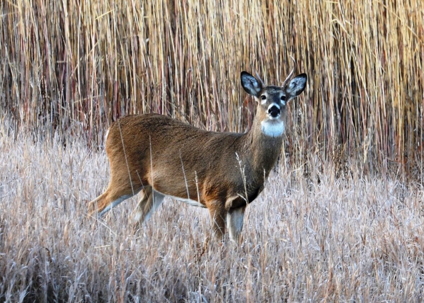 NDGF Whitetail buck.jpg