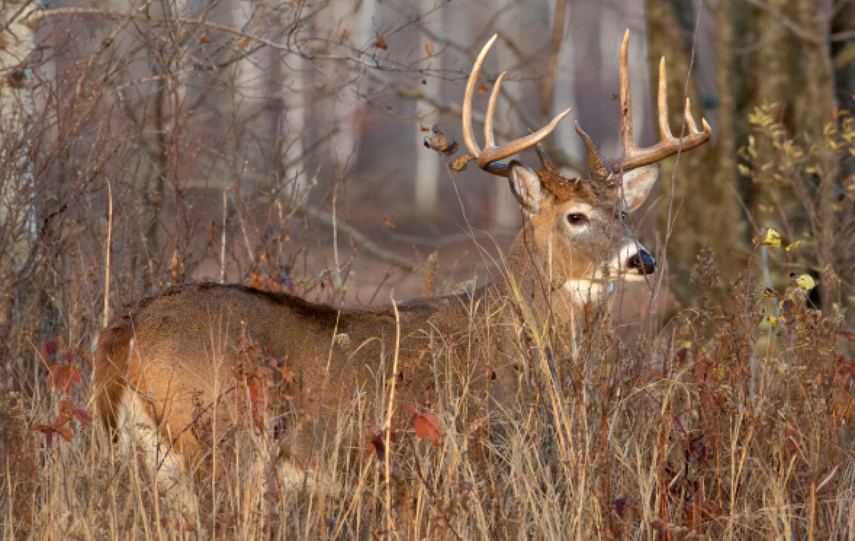 Look Inside Acorns to Find Deer Hunting Success