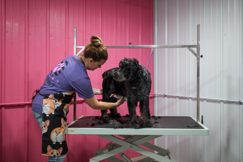 Fountain Dog Grooming Business Becomes Successful in First Months - Post News Tara's