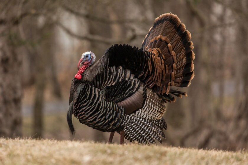Turkey