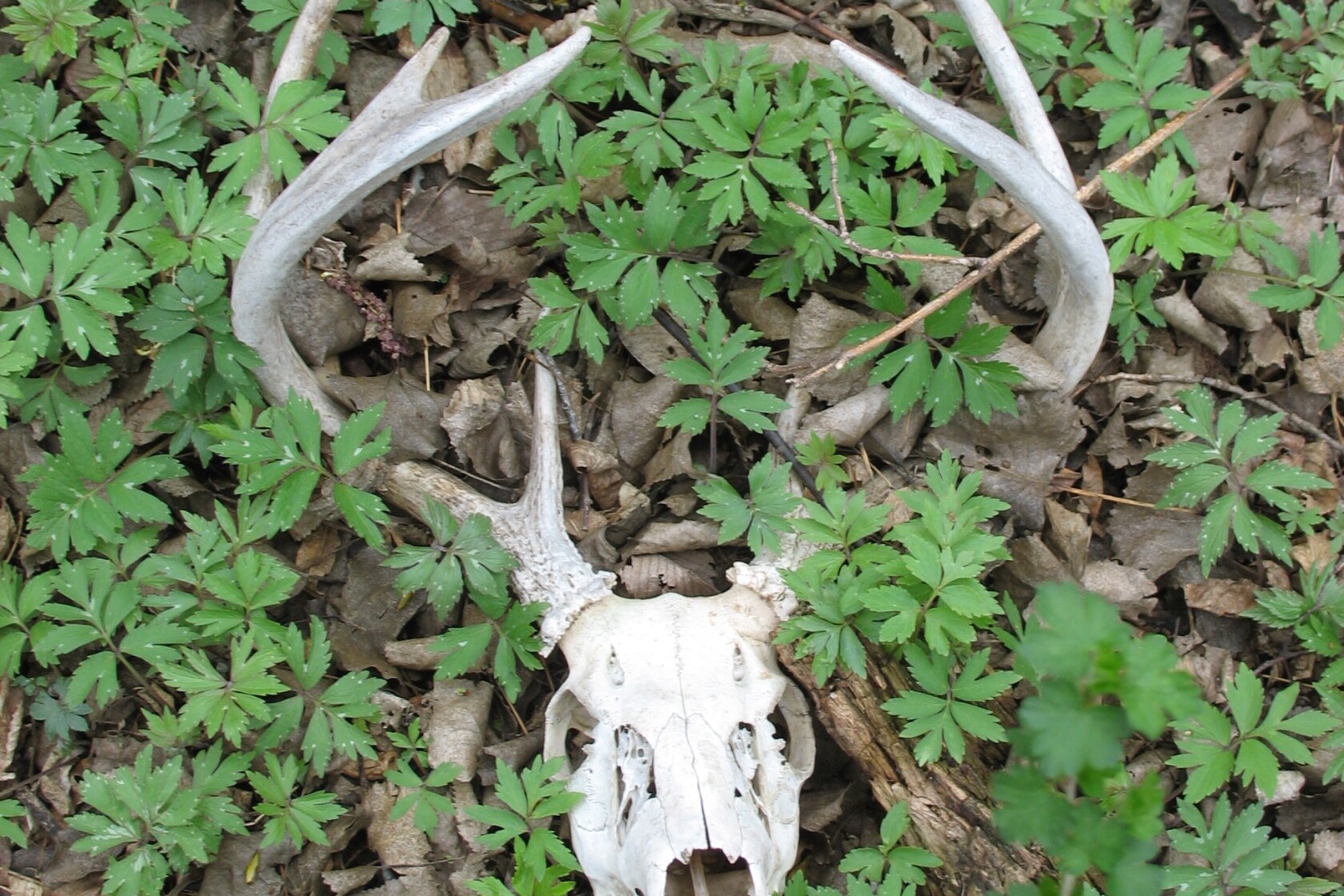 Four more Minnesota game farm deer test positive for chronic wasting