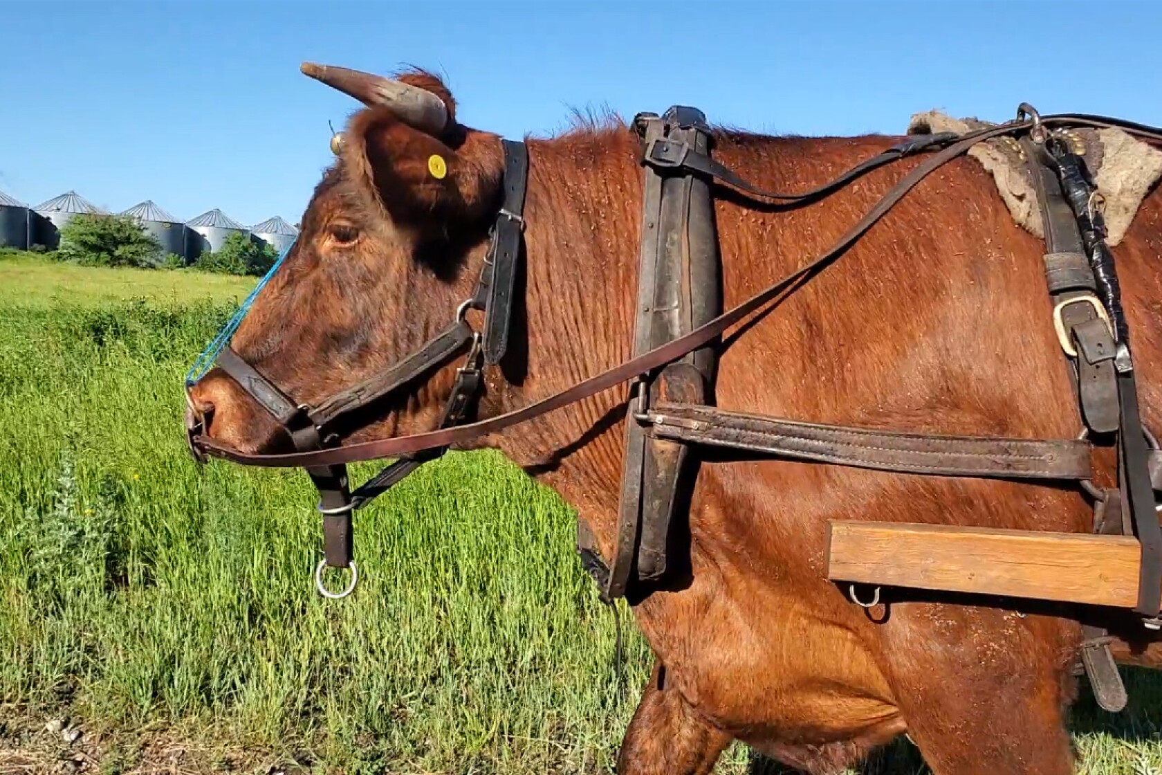 Winnipeg man and his ox retrace pioneer Red River Ox Cart Trail in ...