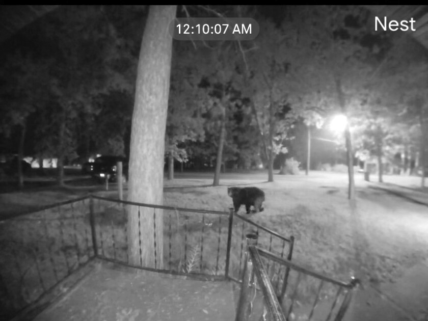 072421.N.PRE.SubmittedBearCam.jpg