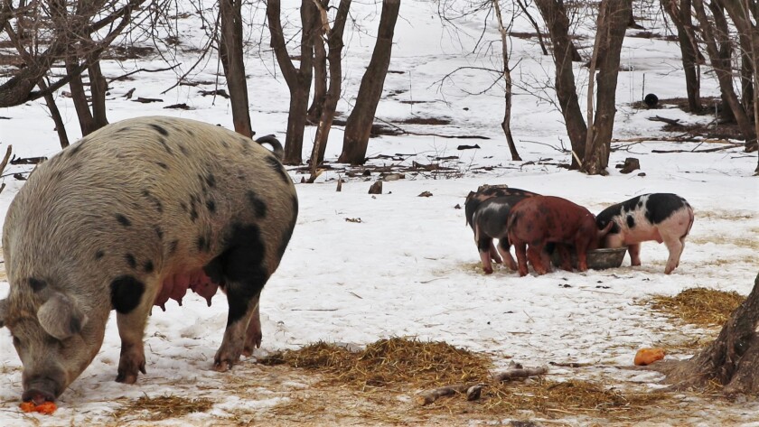 Graise Farm pigs.jpg