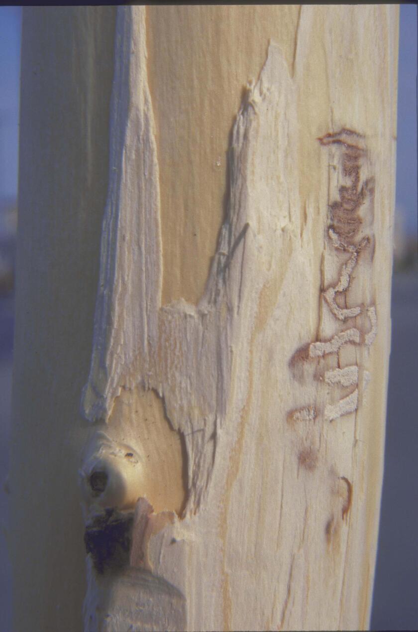 Emerald ash borer s-shaped gallery by USDA Animal and Plant Health Inspection Services.jpg