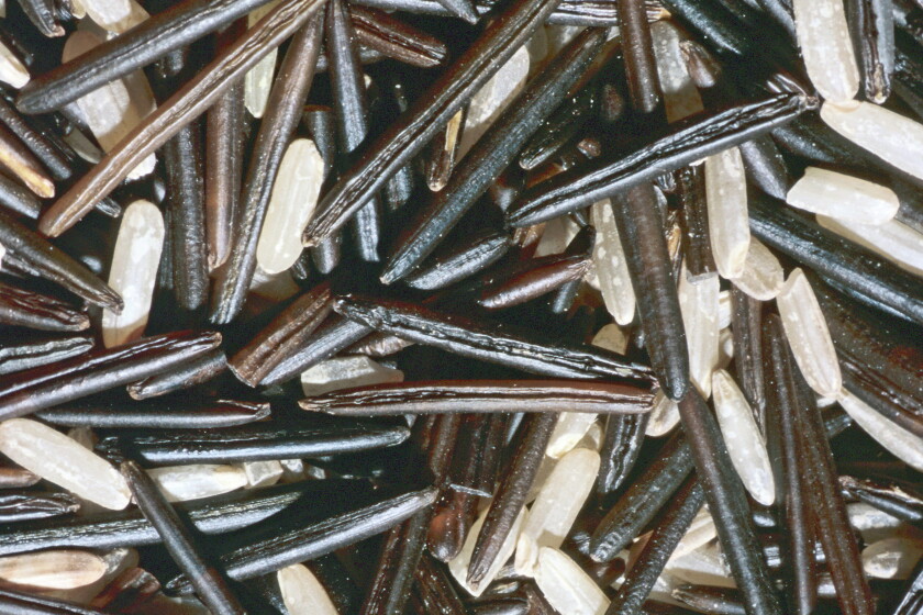 Wikipedia Wild Rice Celebrating wild rice: The caviar of all grains - Agweek | #1 source ...